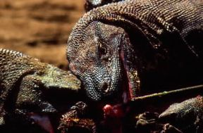 Varano. Due esemplari dell'isola di Komodo (Indonesia).De Agostini Picture Library/M. Bertinetti