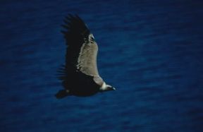 Ala. Nibbio bruno in volo.De Agostini Picture Library/P. Brichetti Ala. Nibbio bruno in volo.De Agostini Picture Library/P. Brichetti