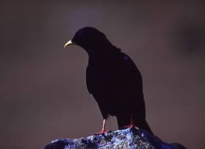 Gracchio comune (Pyrrhocorax graculus).De Agostini Picture Library / P. Jaccod Gracchio comune (Pyrrhocorax graculus).De Agostini Picture Library / P. Jaccod