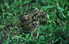 Quaglia. Esemplare di Coturnix coturnix.De Agostini Picture Library/C. Galasso Quaglia. Esemplare di Coturnix coturnix.De Agostini Picture Library/C. Galasso