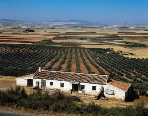Andalusia. Una piantagione di ulivi con la caratteristica disposizione a finca.De Agostini Picture Library/G. Nimatallah Andalusia. Una piantagione di ulivi con la caratteristica disposizione a finca.De Agostini Picture Library/G. Nimatallah