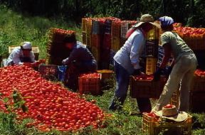 Sele. Raccolta dei pomodori nella Piana del Sele (SA).De Agostini Picture Library/A. Vergani Sele. Raccolta dei pomodori nella Piana del Sele (SA).De Agostini Picture Library/A. Vergani