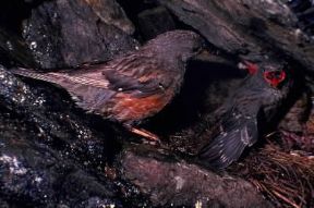 Sordone . Esemplare di Prunella collaris.De Agostini Picture Library Sordone . Esemplare di Prunella collaris.De Agostini Picture Library