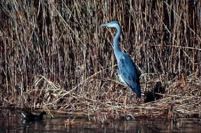 Airone cinerino (Ardea cinerea ).De Agostini Picture Library/G. Cappelli Airone cinerino (Ardea cinerea ).De Agostini Picture Library/G. Cappelli