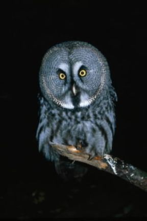 Allocco di Lapponia (Strix nebulosa ).De Agostini Picture Library/C. Galasso Allocco di Lapponia (Strix nebulosa ).De Agostini Picture Library/C. Galasso