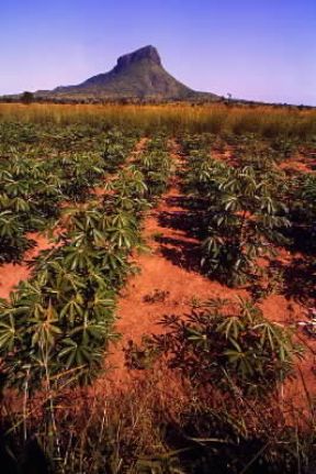 Uganda. Coltivazione di manioca, dalle cui radici tritate si ricava la cassava.De Agostini Picture Library/M. Brambilla Uganda. Coltivazione di manioca, dalle cui radici tritate si ricava la cassava.De Agostini Picture Library/M. Brambilla