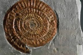 Ammonoidei. Ammonite Psiloceras.De Agostini Picture LibraryG. Cigolini Ammonoidei. Ammonite Psiloceras.De Agostini Picture LibraryG. Cigolini