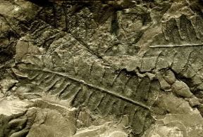 Carbonifero. Impronta fossile di Pteridosperma.De Agostini Picture Library/G. Cigolini Carbonifero. Impronta fossile di Pteridosperma.De Agostini Picture Library/G. Cigolini