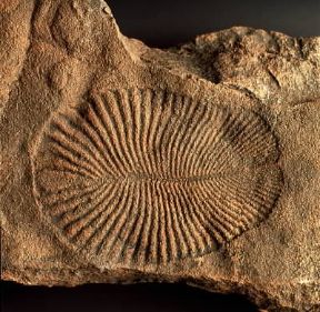 Fossile. Policheti dickinsonia costata del Precambriano.De Agostini Picture Library/G. Cigolini Fossile. Policheti dickinsonia costata del Precambriano.De Agostini Picture Library/G. Cigolini