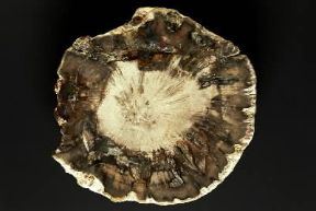 Fossile. Legno silicizzato del Triassico.De Agostini Picture Library/G. Cigolini Fossile. Legno silicizzato del Triassico.De Agostini Picture Library/G. Cigolini
