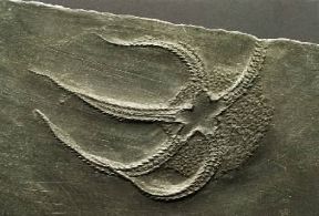 Fossile. Ofiuroide bundenbachia del Devoniano.De Agostini Picture Library/G. Cigolini Fossile. Ofiuroide bundenbachia del Devoniano.De Agostini Picture Library/G. Cigolini