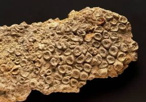 Fossile . Corallo.De Agostini Picture Library/G. Cigolini Fossile . Corallo.De Agostini Picture Library/G. Cigolini