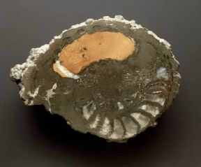 Giurassico. Fossile di ammonite.De Agostini Picture Library / G. Cigolini Giurassico. Fossile di ammonite.De Agostini Picture Library / G. Cigolini