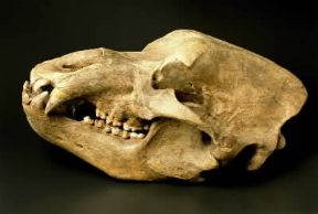 Quaternario. Cranio dell'orso Ursus spelaeus.De Agostini Picture Library/G. Cigolini Quaternario. Cranio dell'orso Ursus spelaeus.De Agostini Picture Library/G. Cigolini