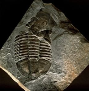 Trilobiti. Asaphiscus whleeri.De Agostini Picture Library/G. Cigolini Trilobiti. Asaphiscus whleeri.De Agostini Picture Library/G. Cigolini