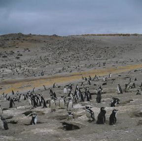 Argentina. Esemplari di Sfenisco di Magellano (Spheniscus magellanicus), perfettamente ambientati nella regione della Patagonia.De Agostini Picture Library/P. Jaccod