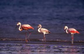 Fenicottero del Cile (Phoenicopterus chilensis).De Agostini Picture Library/P. Jaccod Fenicottero del Cile (Phoenicopterus chilensis).De Agostini Picture Library/P. Jaccod