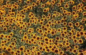 Girasole. Campo di girasoli.De Agostini Picture Library / A. Vergani Girasole. Campo di girasoli.De Agostini Picture Library / A. Vergani