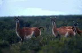 Guanaco. Esemplari di Lama guanicoe.De Agostini Picture Library / P. Jaccod Guanaco. Esemplari di Lama guanicoe.De Agostini Picture Library / P. Jaccod