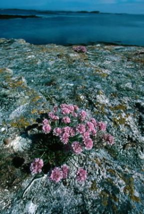 Armeria. Una pianta fiorita di Armeria maritima.De Agostini Picture Library/G. Roli Armeria. Una pianta fiorita di Armeria maritima.De Agostini Picture Library/G. Roli