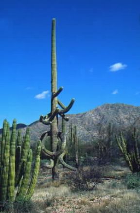 Deserto . Una cactacea tipica delle zone desertiche americane.De Agostini Picture Library/G. Sioën Deserto . Una cactacea tipica delle zone desertiche americane.De Agostini Picture Library/G. Sioën