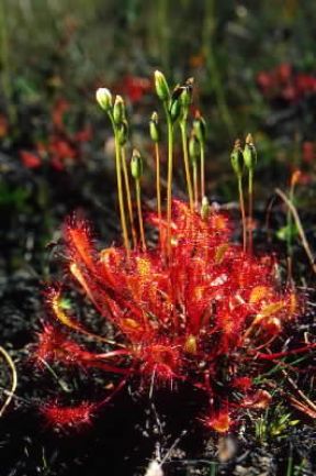 Drosera . Esemplare di Drosera rotundifolia.De Agostini Picture Library/G. Roli