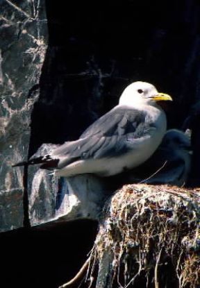 Gabbiano reale (Larus argentatus).De Agostini Picture Library/G. Roli