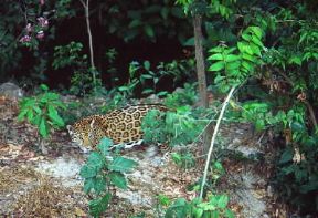 Giaguaro. De Agostini Picture Library/G. SioÃ«n