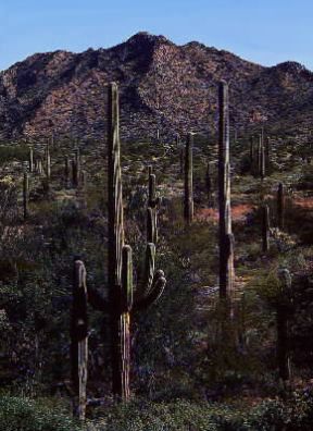 Messico. Uno scorcio del deserto di Sonora, nella Sierra Madre Occidentale.De Agostini Picture Library/G. Sioën Messico. Uno scorcio del deserto di Sonora, nella Sierra Madre Occidentale.De Agostini Picture Library/G. Sioën