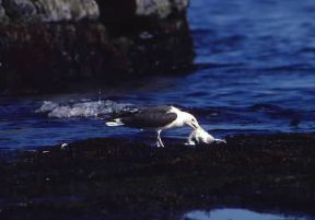 Mugnaiaccio (Larus marinus).De Agostini Picture Library / G. Roli Mugnaiaccio (Larus marinus).De Agostini Picture Library / G. Roli