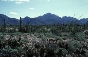 Sonora . Tipica vegetazione della propaggine del Gran Deserto Americano nello Stato messicano.De Agostini Picture Library Sonora . Tipica vegetazione della propaggine del Gran Deserto Americano nello Stato messicano.De Agostini Picture Library