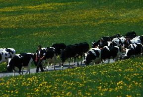 Svizzera. Una mandria di bovini nella valle dell'Emmental.De Agostini Picture Library/A. Vergani Svizzera. Una mandria di bovini nella valle dell'Emmental.De Agostini Picture Library/A. Vergani
