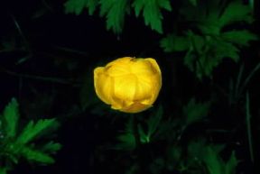 Botton d'oro . Esemplare di Trollius europaeus.De Agostini Picture Library/M. Giovanoli