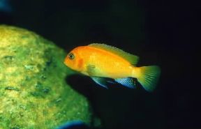 Ciclidi. Esemplare di Pseudotropheus zebra.De Agostini Picture Library/A. Calegari Ciclidi. Esemplare di Pseudotropheus zebra.De Agostini Picture Library/A. Calegari