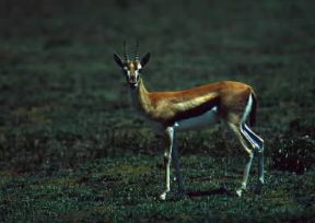 Gazzella di Thomson (Gazella thomsoni).De Agostini Picture Library/P. Jaccod Gazzella di Thomson (Gazella thomsoni).De Agostini Picture Library/P. Jaccod