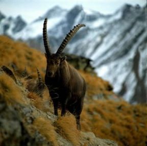 Parco Nazionale . Esemplare di stambecco nel Parco Nazionale del Gran Paradiso, in Italia.De Agostini Picture Library/P. Jaccod Parco Nazionale . Esemplare di stambecco nel Parco Nazionale del Gran Paradiso, in Italia.De Agostini Picture Library/P. Jaccod