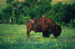 Bisonte . Esemplare di bisonte americano (bison bison).De Agostini Picture Library/G. Sioën Bisonte . Esemplare di bisonte americano (bison bison).De Agostini Picture Library/G. Sioën