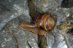 Chiocciola. Helix pomatia.De Agostini Picture Library/M. Giovanoli Chiocciola. Helix pomatia.De Agostini Picture Library/M. Giovanoli