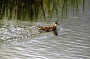 Falaropo a beccosottile (Phalaropus lobatus).De Agostini Picture Library/G. Cappelli