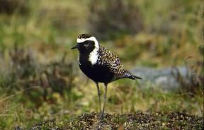 Piviere dorato (Charadrius apricarius).De Agostini Picture Library/G. Cappelli Piviere dorato (Charadrius apricarius).De Agostini Picture Library/G. Cappelli