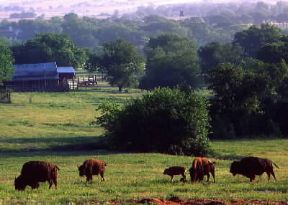 Texas. Bisonti al pascolo nei pressi di Fort Worth.De Agostini Picture Library/G. SioÃ«n
