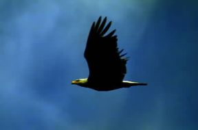Volo di un'aquila dalla testa bianca (Haliaeetus leucocephalus).De Agostini Picture Library/G. Cappelli Volo di un'aquila dalla testa bianca (Haliaeetus leucocephalus).De Agostini Picture Library/G. Cappelli