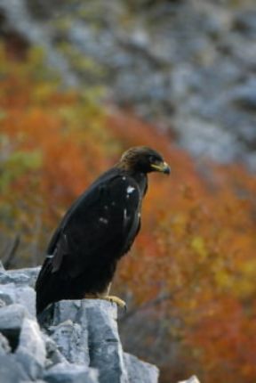 Aquila. Un esemplare di aquila reale (Aquila chrysaetos).De Agostini Picture Library/G. Cappelli Aquila. Un esemplare di aquila reale (Aquila chrysaetos).De Agostini Picture Library/G. Cappelli