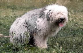 Bobtail. Esemplare di Bobtail.De Agostini Picture Library/D.Fracchia Bobtail. Esemplare di Bobtail.De Agostini Picture Library/D.Fracchia