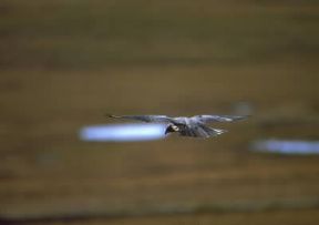 Girifalco in volo.De Agostini Picture Library / G. Cappelli Girifalco in volo.De Agostini Picture Library / G. Cappelli