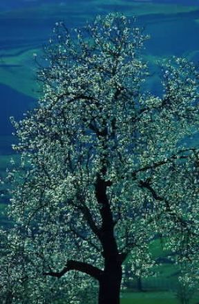 Mandorlo. Esemplare di Prunus communis.De Agostini Picture Library/A. Vergani Mandorlo. Esemplare di Prunus communis.De Agostini Picture Library/A. Vergani