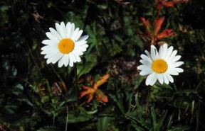 Margherita (Leucanthemun vulgare).De Agostini Picture Library/M. Giovanoli Margherita (Leucanthemun vulgare).De Agostini Picture Library/M. Giovanoli