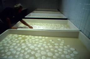 Mozzarella. Una fase della produzione della mozzarella in un caseificio di Aversa, nel Casertano.De Agostini Picture Library / A. Vergani Mozzarella. Una fase della produzione della mozzarella in un caseificio di Aversa, nel Casertano.De Agostini Picture Library / A. Vergani