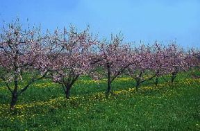 Pesco. Alberi di Prunus persica in fiore.De Agostini Picture Library/V. Cordioli Pesco. Alberi di Prunus persica in fiore.De Agostini Picture Library/V. Cordioli