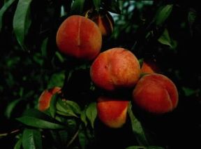 Pesco. Frutti sul ramo.De Agostini Picture Library/M. Pedone Pesco. Frutti sul ramo.De Agostini Picture Library/M. Pedone